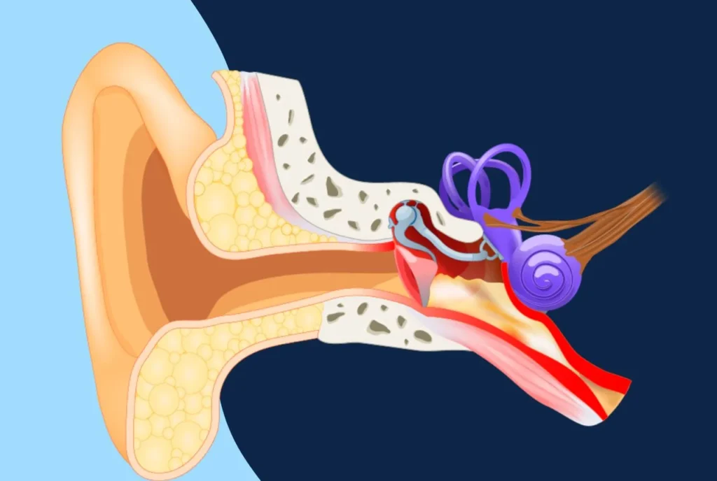 Ear Infections (Otitis Media)